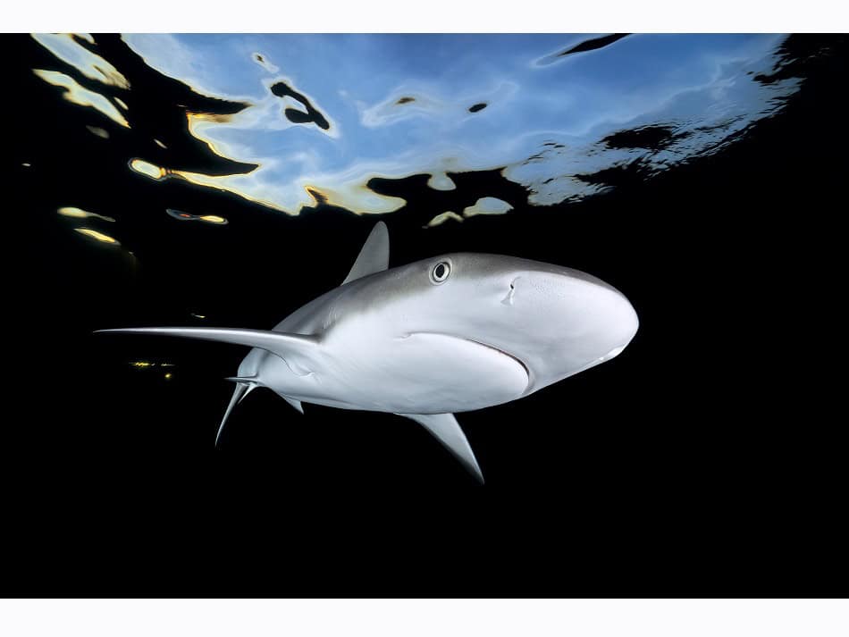 Dossier Rencontre Requins (c) Fabrice Dudenhofer 23