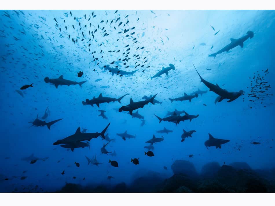 Dossier Rencontre Requins (c) Fabrice Dudenhofer 24