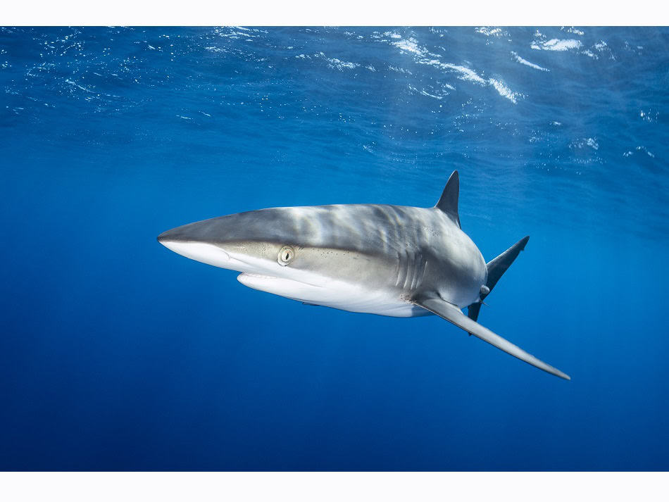 Dossier Rencontre Requins (c) Fabrice Dudenhofer 25