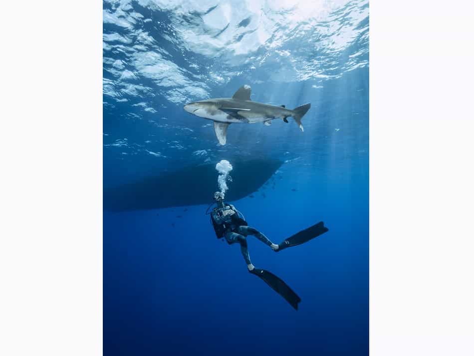 Dossier Rencontre Requins (c) Fabrice Dudenhofer 27