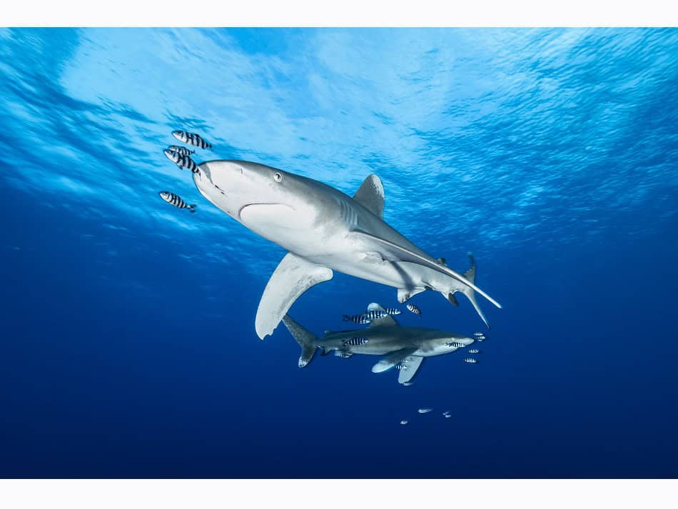 Dossier Rencontre Requins (c) Fabrice Dudenhofer 28