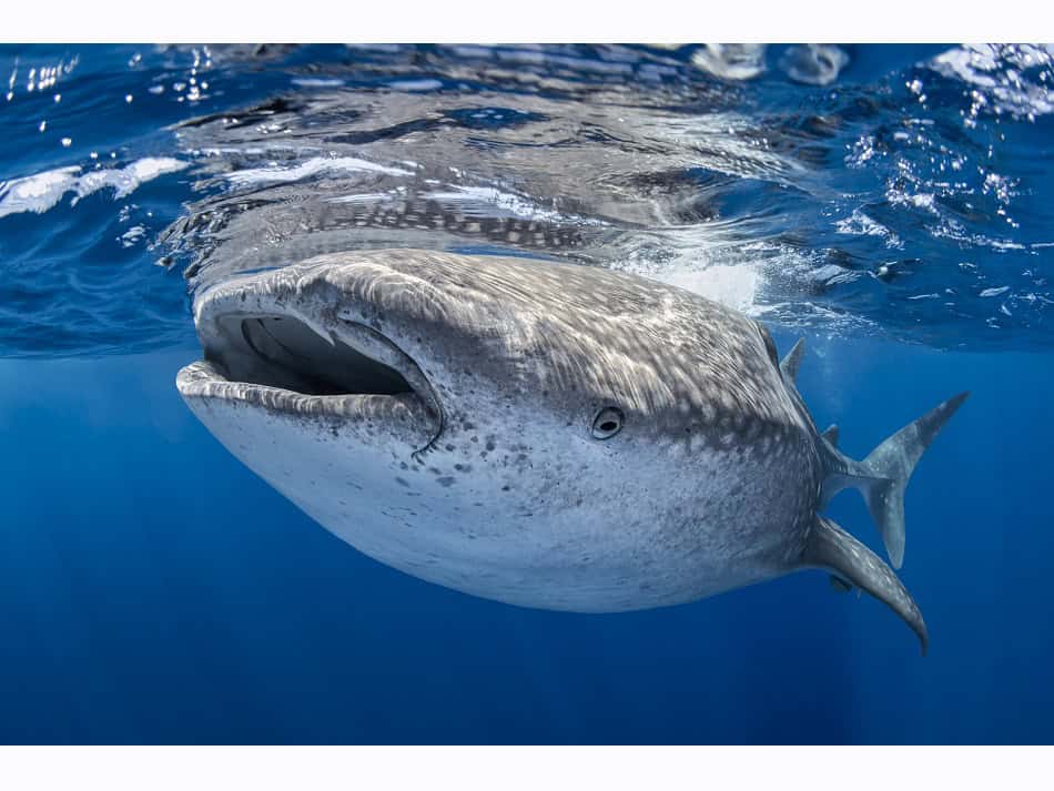 Dossier Rencontre Requins (c) Fabrice Dudenhofer 3