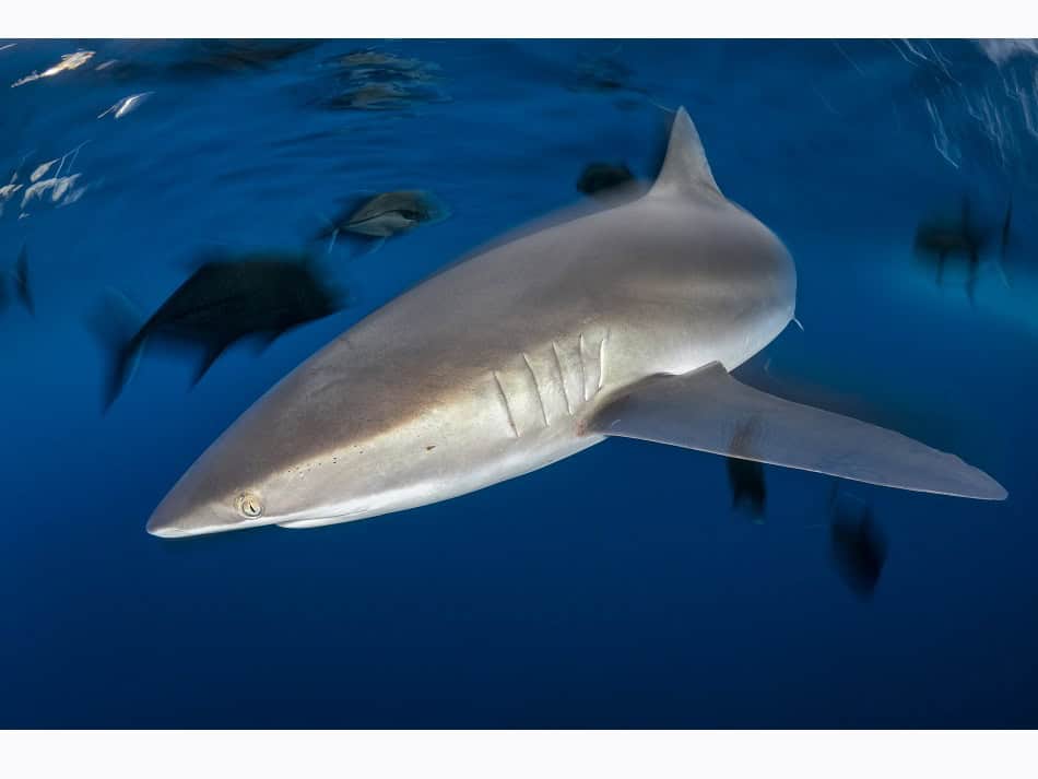 Dossier Rencontre Requins (c) Fabrice Dudenhofer 33