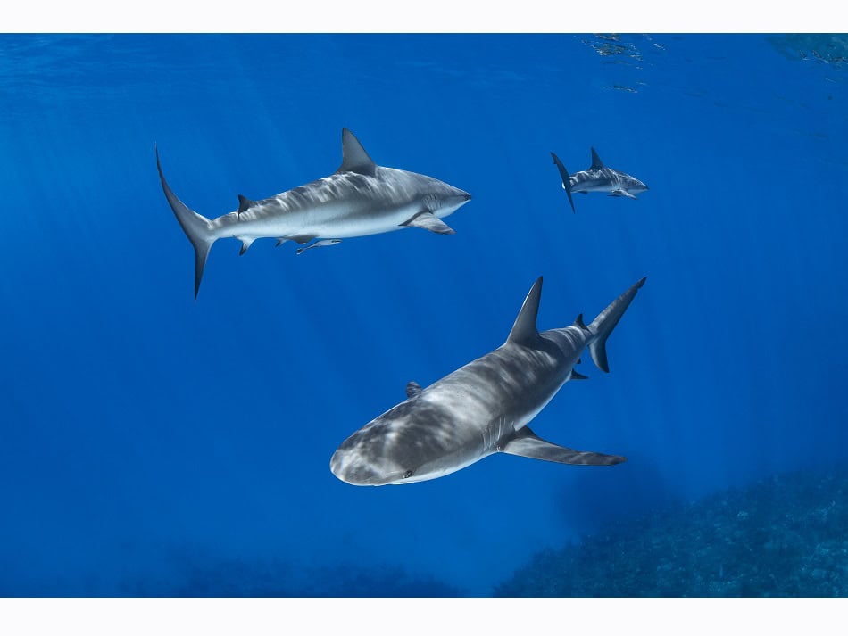 Dossier Rencontre Requins (c) Fabrice Dudenhofer 34