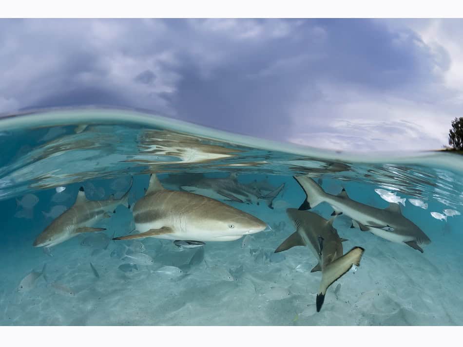Dossier Rencontre Requins (c) Fabrice Dudenhofer 4
