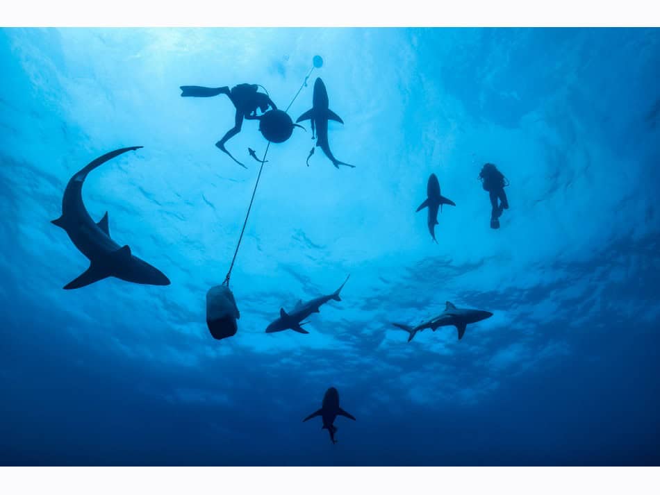 Dossier Rencontre Requins (c) Fabrice Dudenhofer 6