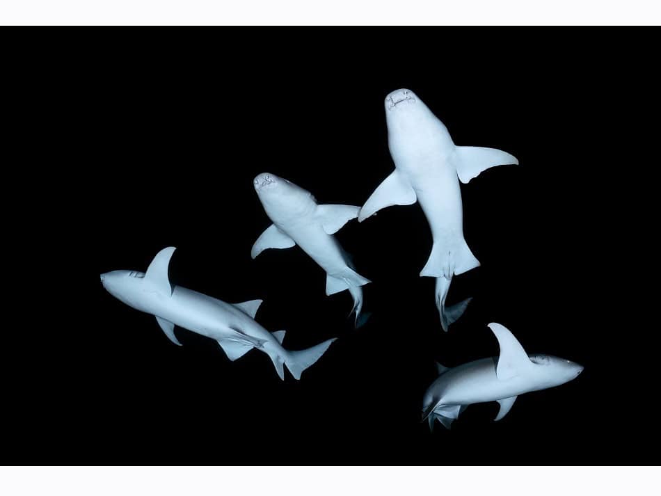 Dossier Rencontre Requins (c) Fabrice Dudenhofer 7