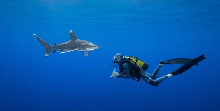 Un plongeur rencontre un requin en pleine mer, illustrant l'harmonie fascinante de l'écosystème marin.
