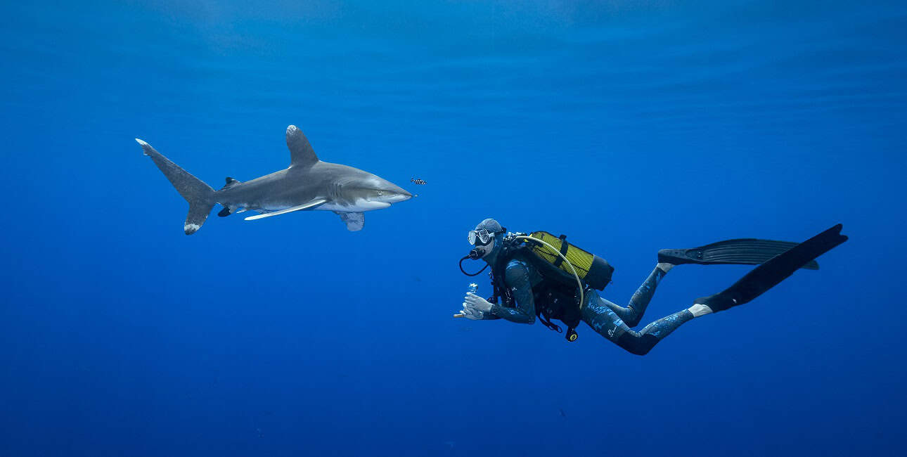 Un plongeur rencontre un requin en pleine mer, illustrant l'harmonie fascinante de l'écosystème marin.