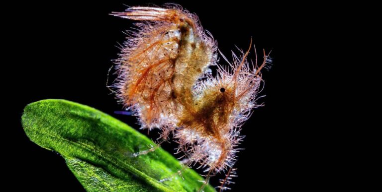 Cette créature marine intrigante, posée sur une feuille, illustre la biodiversité fascinante des récifs coralliens.