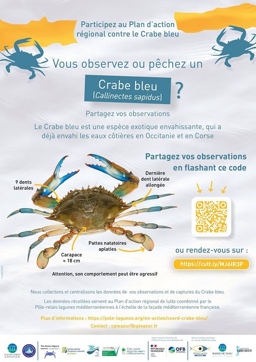 Affiche crabe bleu