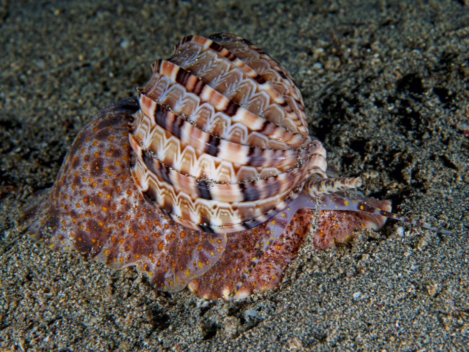 Anilao 1