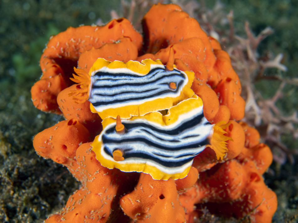 Anilao 2