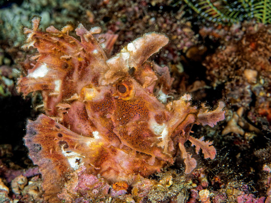 Anilao 3