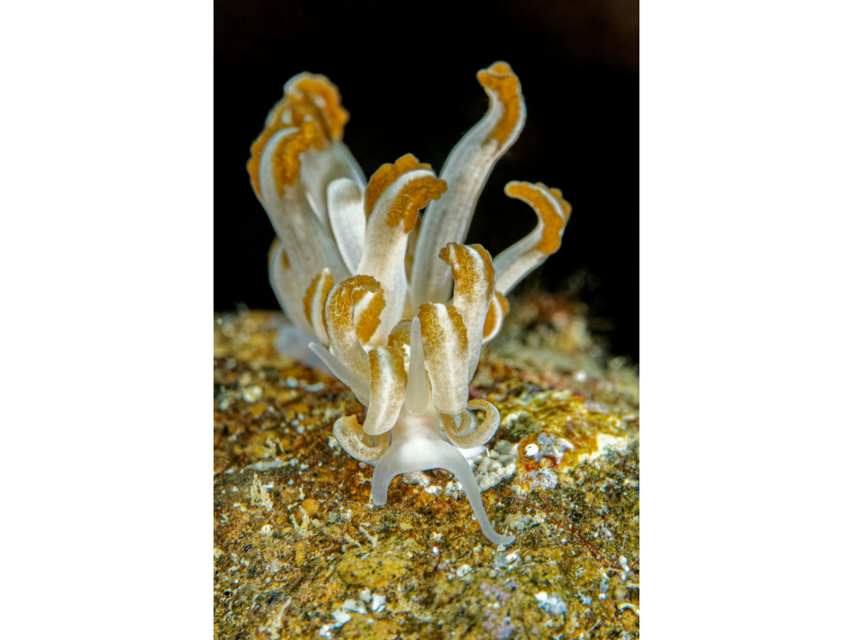 Anilao 4