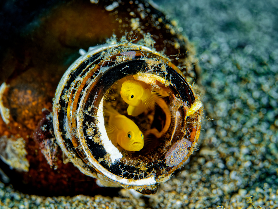Anilao 5