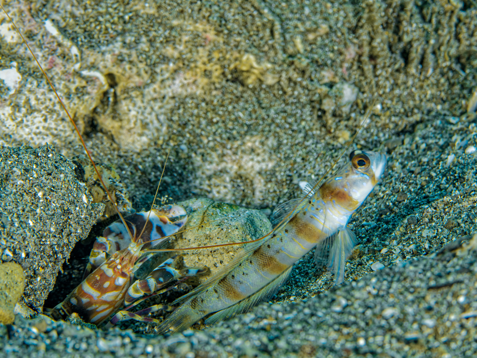Anilao 6