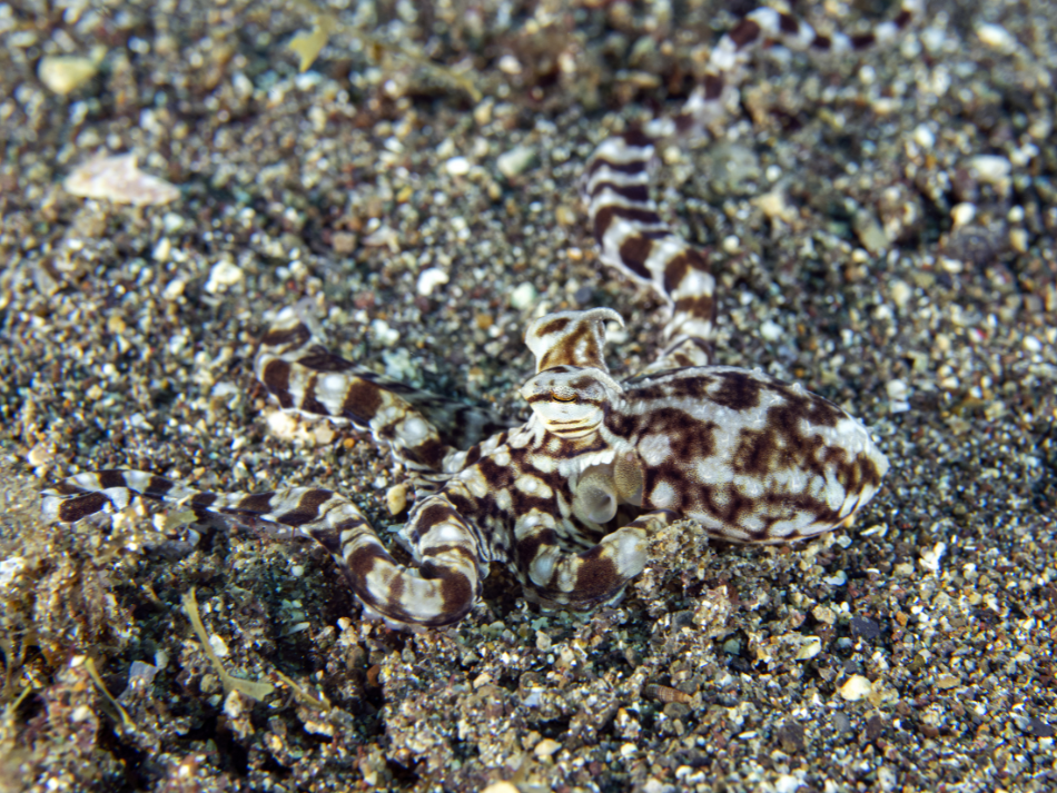 Anilao 7
