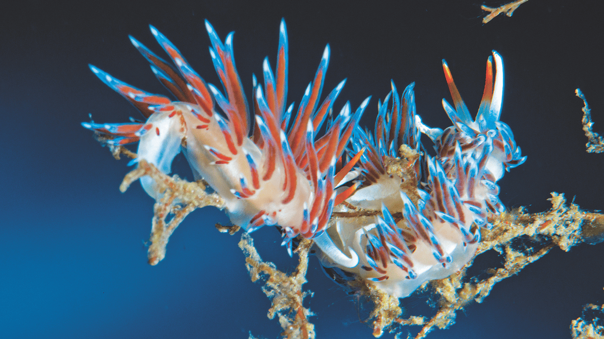 Aquapixel couverture