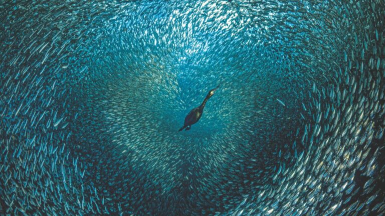 Un cormoran plonge au cœur d'un banc de poissons, illustrant la beauté dynamique de la biodiversité marine.