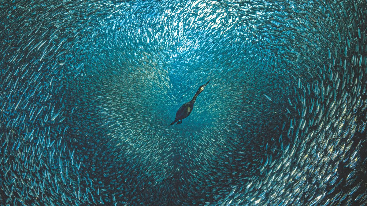 Un cormoran plonge au cœur d'un banc de poissons, illustrant la beauté dynamique de la biodiversité marine.