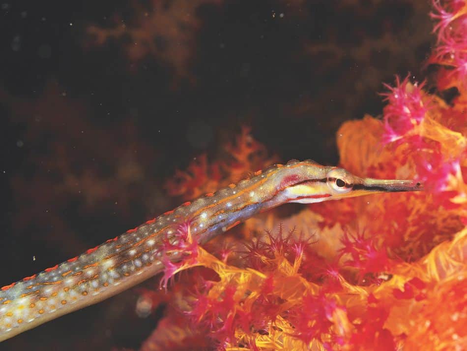 Biodiversité poissons 1
