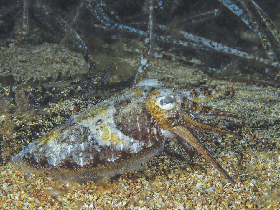 Biodiversité poissons 10
