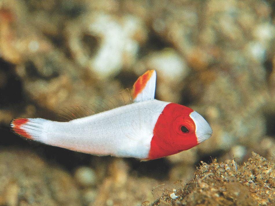 Biodiversité poissons 11