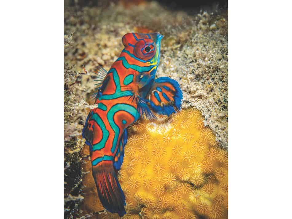 Biodiversité poissons 12