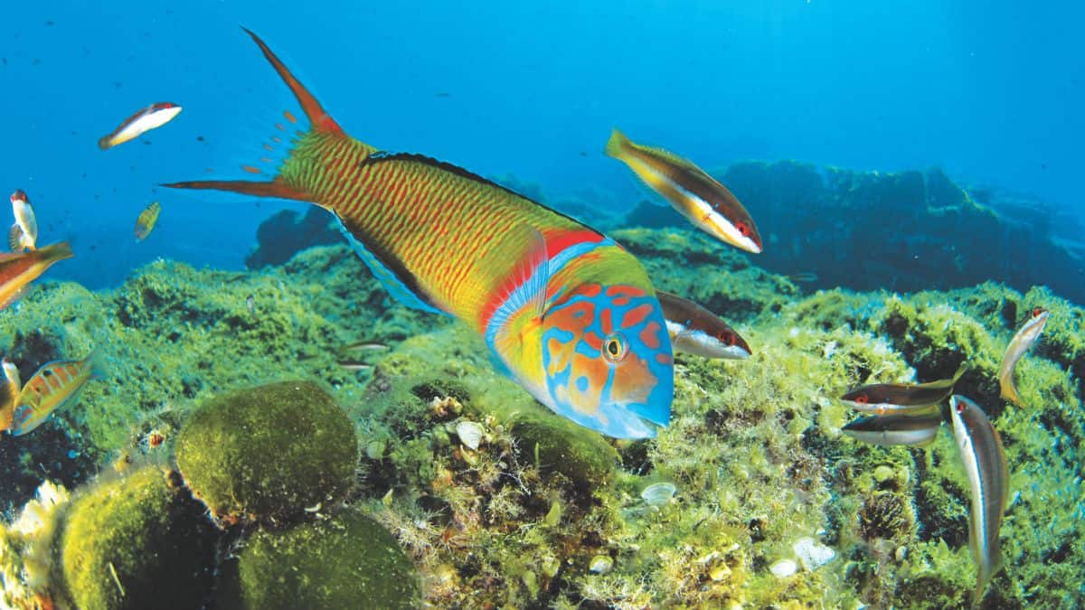 Biodiversité poissons 13