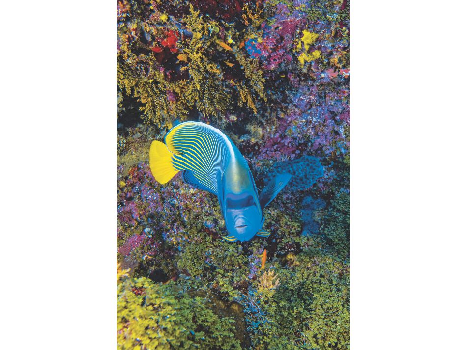 Biodiversité poissons 14