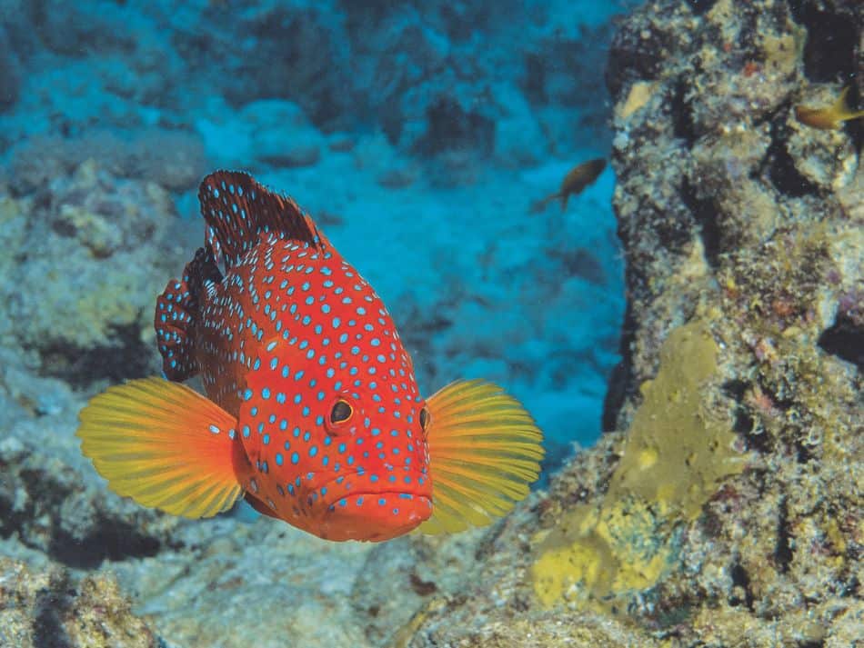 Biodiversité poissons 3