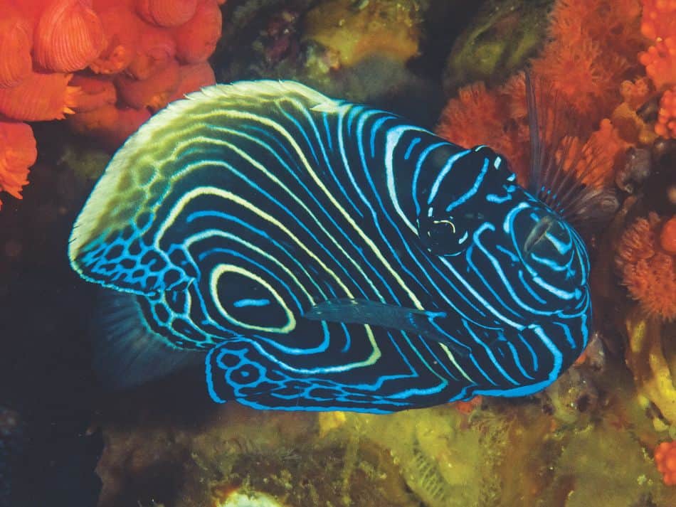 Biodiversité poissons 6