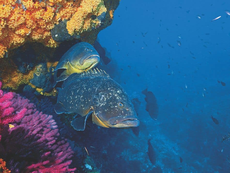Biodiversité poissons 7