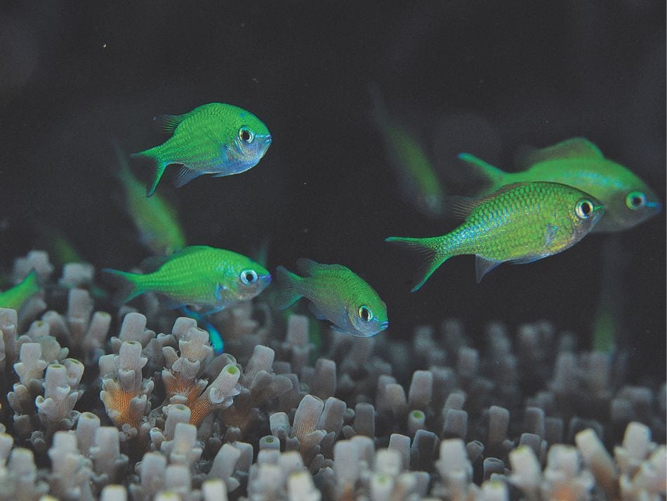 Biodiversité poissons 8