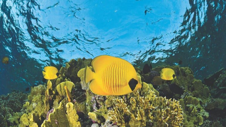 Un banc de poissons-papillons jaunes évolue harmonieusement parmi les coraux, illustrant la biodiversité marine exceptionn...