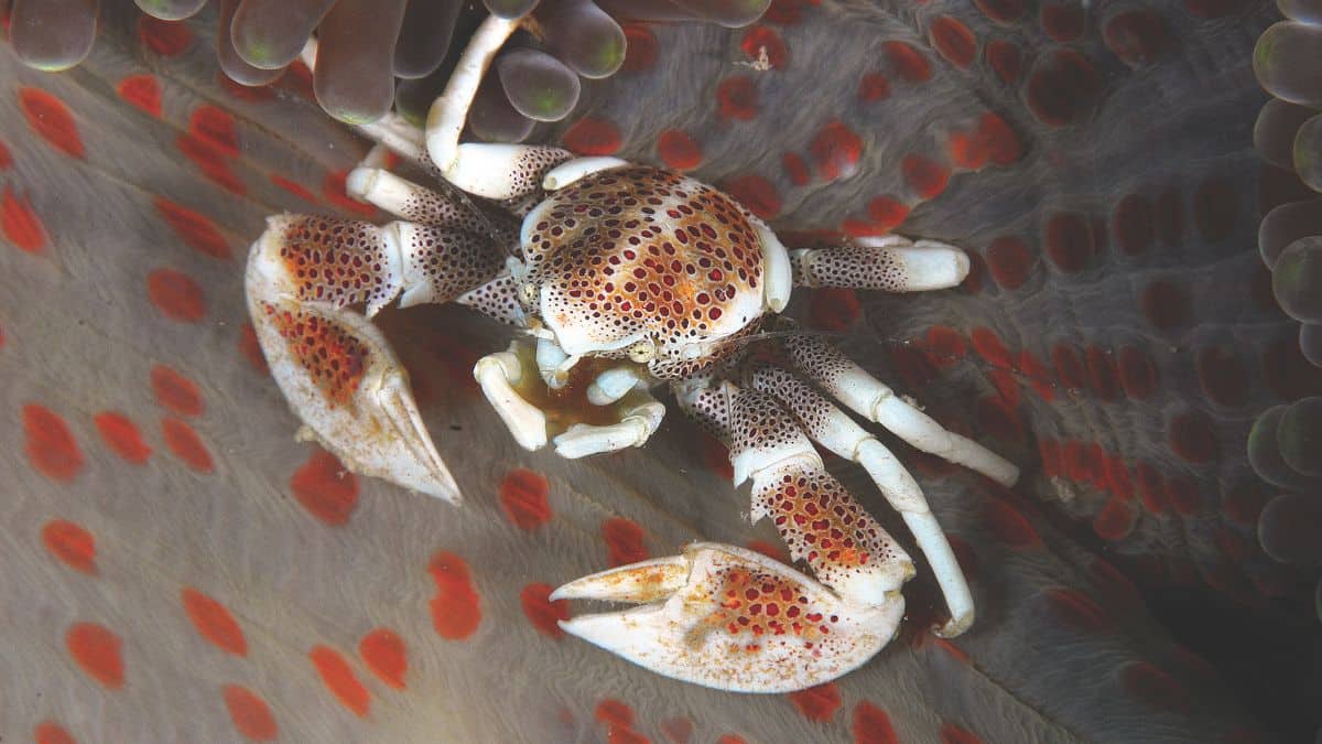Un crabe porcelaine se camoufle parmi les anémones colorées, illustrant la biodiversité fascinante des récifs de Cebu. #Bi...