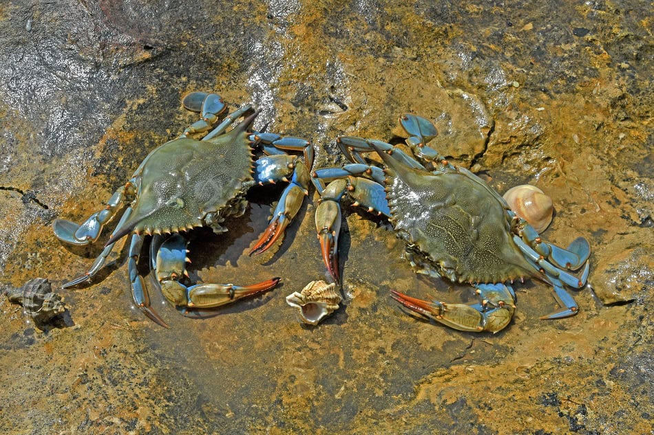 Crabe bleu (callinectes sapidus) femelles à marée basse en été. © plongez bios jean claude carton