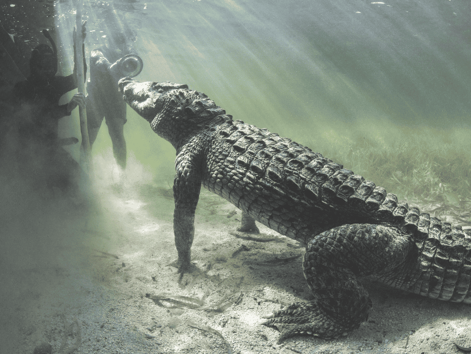 Croco (6)