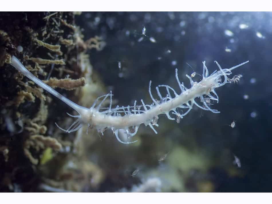 Du Feu Sous La Mer Laurent Ballesta 13