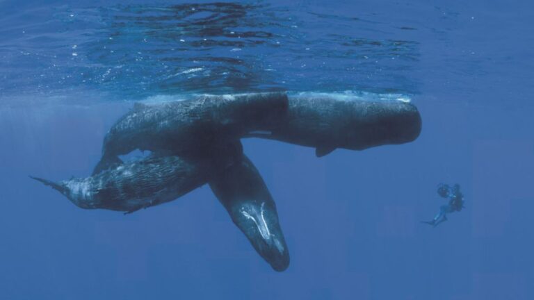 Un plongeur explore l'immensité marine aux côtés de majestueux cachalots, symboles de la biodiversité océanique.