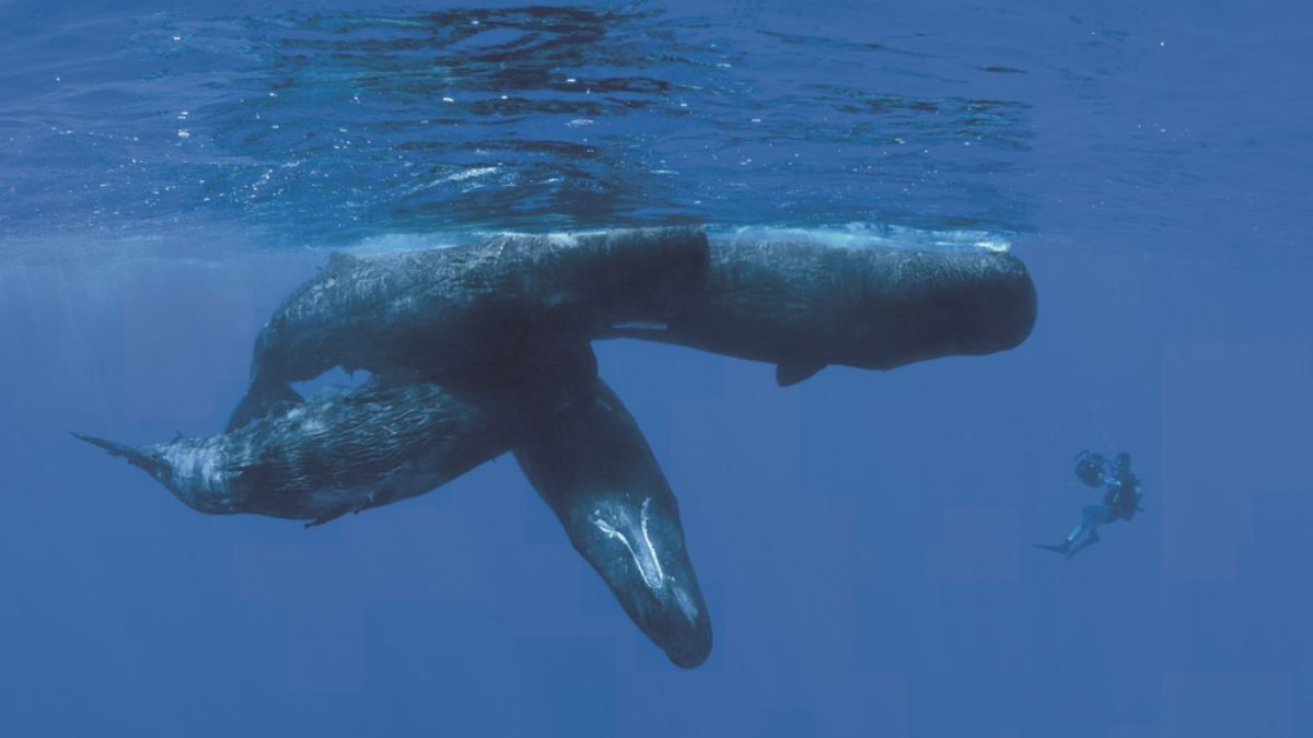 Un plongeur explore l'immensité marine aux côtés de majestueux cachalots, symboles de la biodiversité océanique.