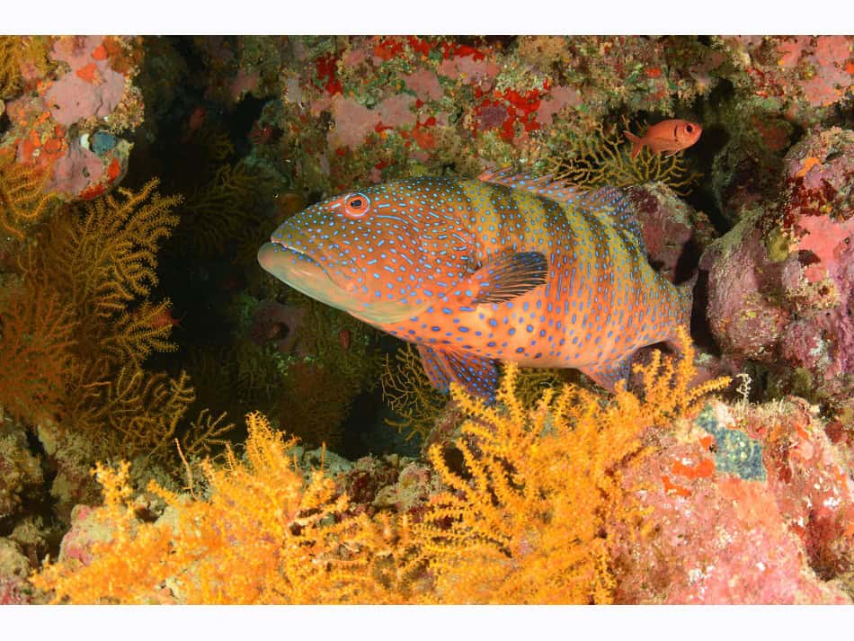 Hurghada daniel breckmann 10
