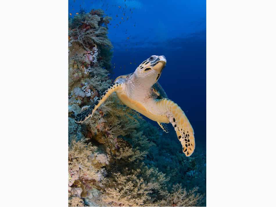 Hurghada daniel breckmann 13