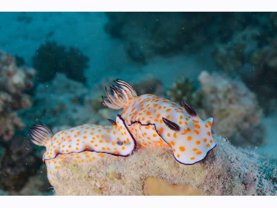 Hurghada daniel breckmann 6