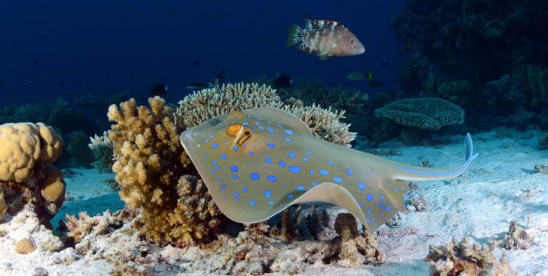 Une raie pastenague à points bleus glisse élégamment sur le récif corallien de Hurghada, révélant la beauté marine. 🌊