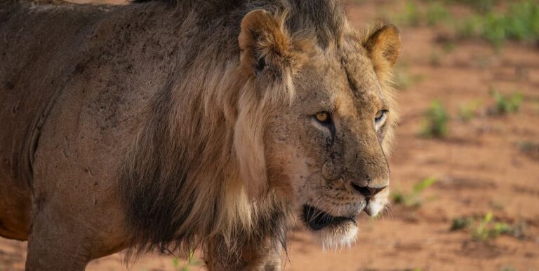 Un majestueux lion arpente la savane kenyane, symbole puissant de la biodiversité africaine.
