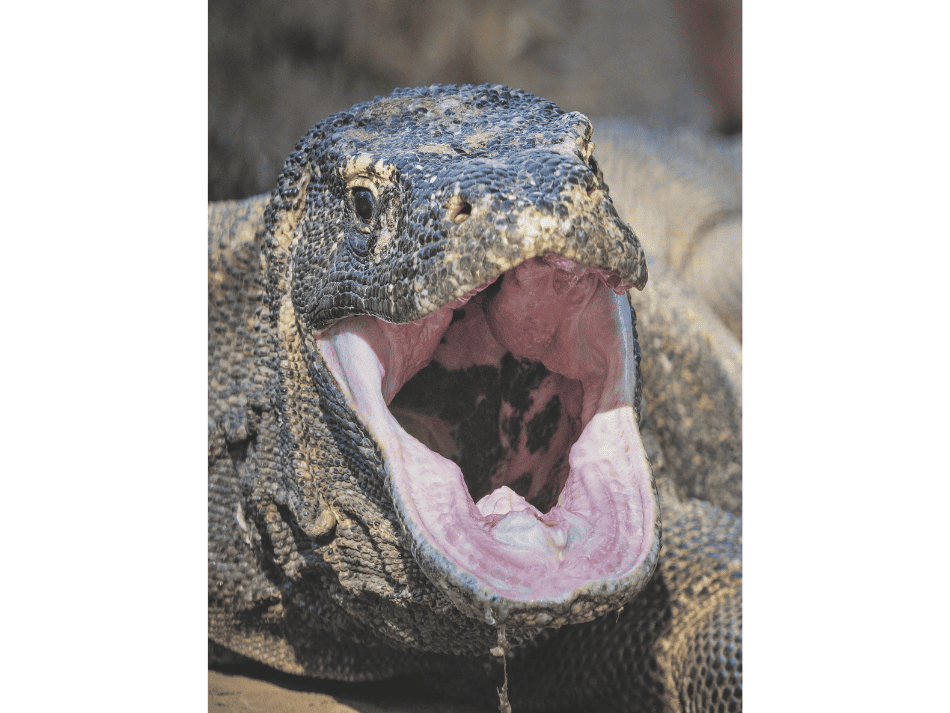 Komodo (8)