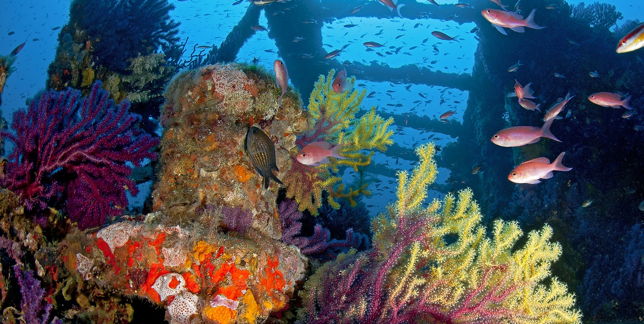 Un récif vibrant de couleurs et de vie marine entoure l'épave du Grec, offrant une plongée inoubliable au cœur de la Médit...