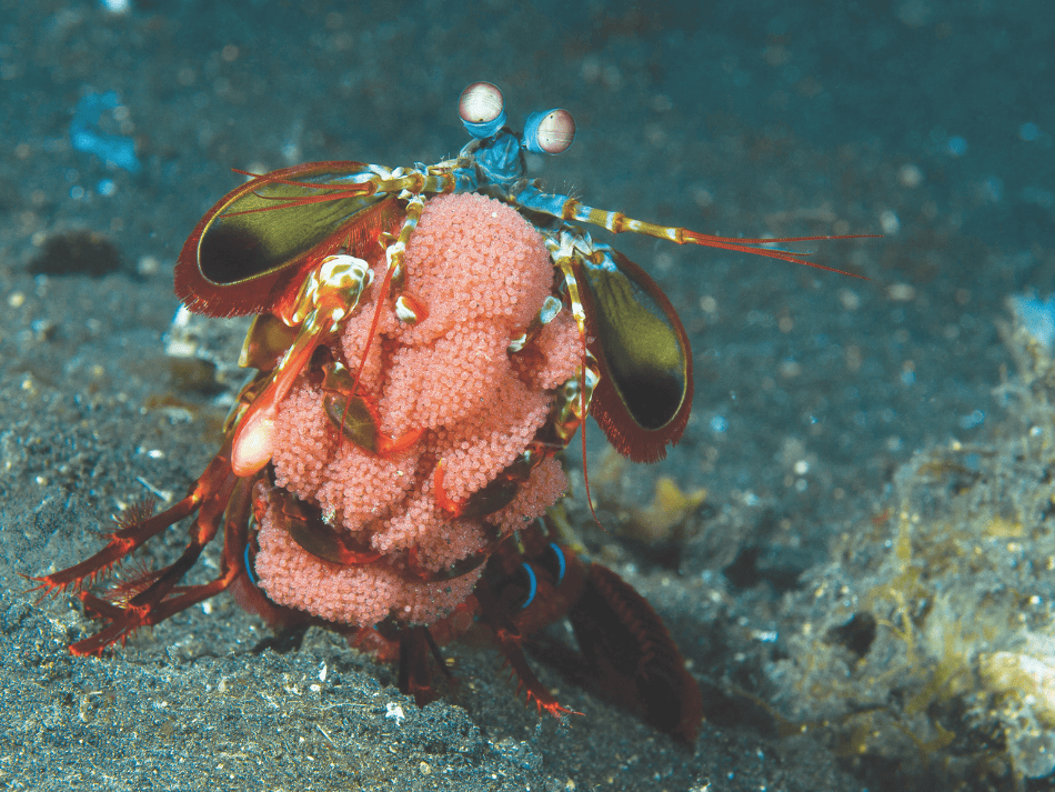Lembeh 2